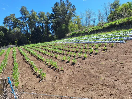 Parcela Agricola De 2.9 Hectareas