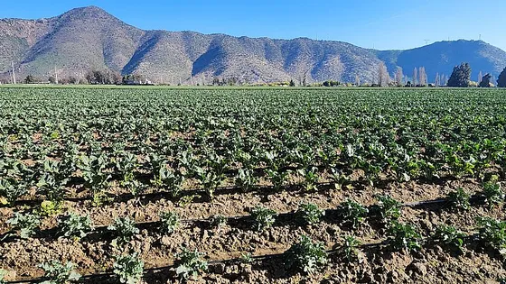 Sitio De 6,7 Ha Para Proyecto Opción De Aumentar A 13.4 Ha