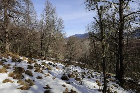 Sitio En Venta En Lonquimay - Malalcahuello