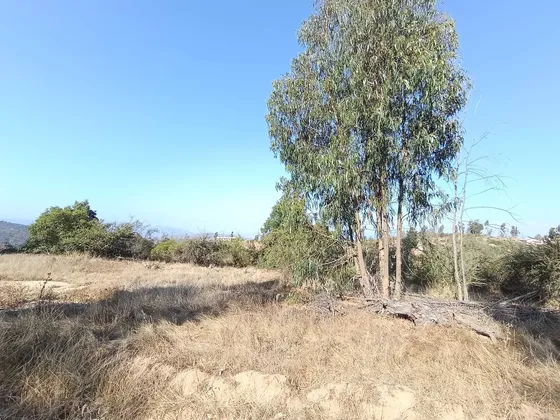 Oportuidad Parcela En 5000 M2 Limache (142224)