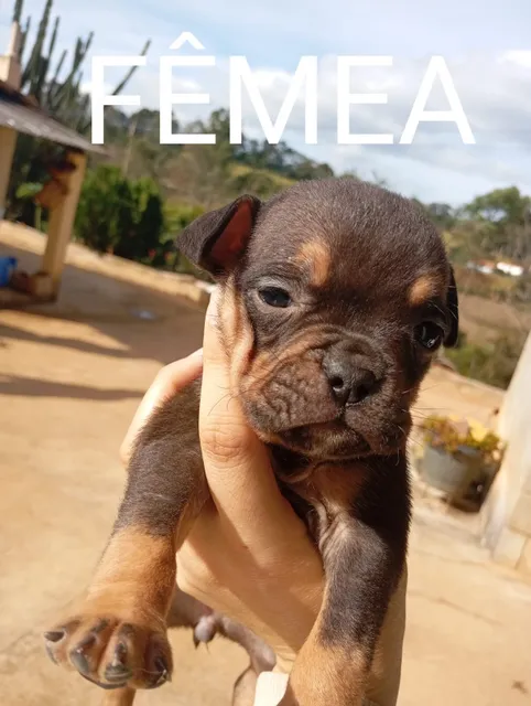 Filhotes American Bully Micro 
