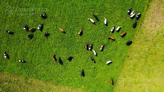 Campo En Arrendamiento - Rivera