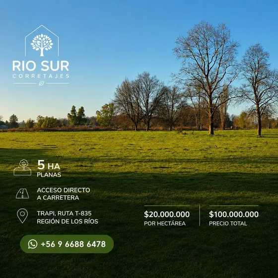 Campos 5 Ha Trapi Rio Bueno