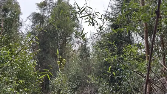 Parcela Con Bosque En Lagunita De Frutillar