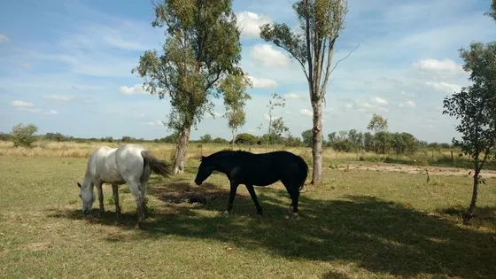 Campo En Ventas - Las Avispas - Santa Fé - 4.600 Ha Mixtas