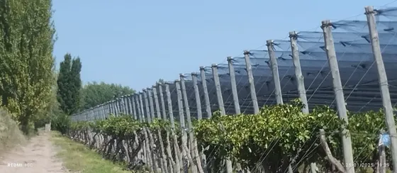 Finca 16ha C/maya Antigranizo Con Bonarda/cereza/moscatel Con Turno De Agua Y Pozo