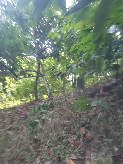 Te Vendo Finca De 760tareas/altamira/puerto Plata Rd.