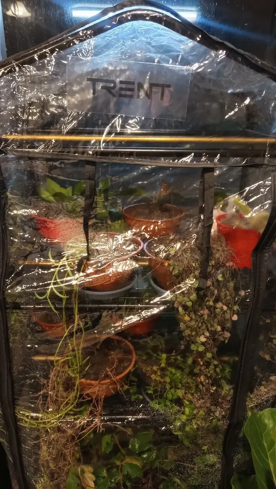 Invernadero portátil Trent con plantas reales foto de comprador