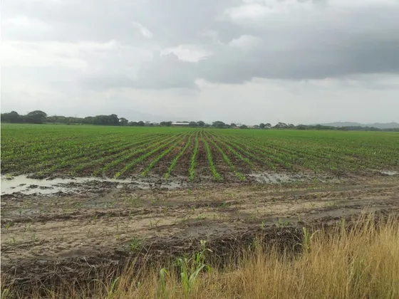Vendo Lote De Terreno Plano En Acarigua Estado Portuguesa 