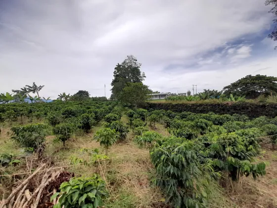 Lote En Venta En Arabia/pereira (279059195).