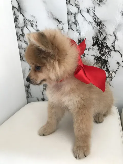 Pomeranias