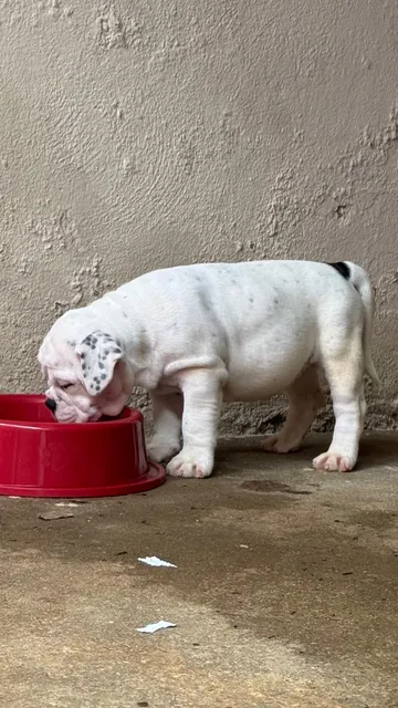 Olde English Buldogue Brasileiro