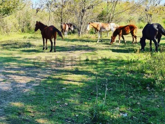 Campo Ganadero Cercano Al Rio Carcaraña Con Casa En Contrucc