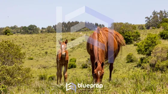 Promo! Desde 30% De Descuento En Tu Chacra: Sierras Del Eden; Chacras De 5 Has A 17 Minutos De Pueblo Edén!
