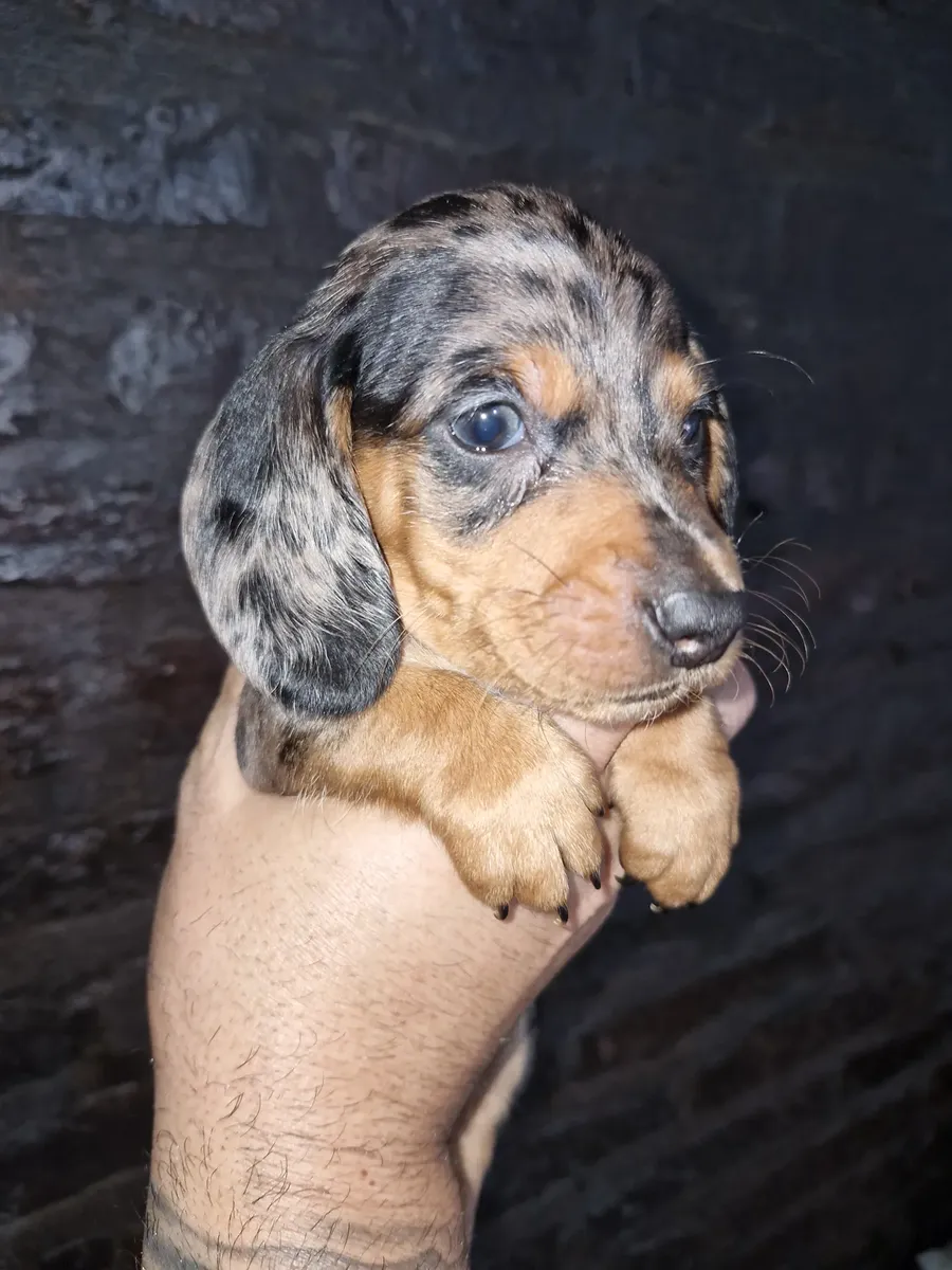 Cachorro Salchicha Mini65739968501122120