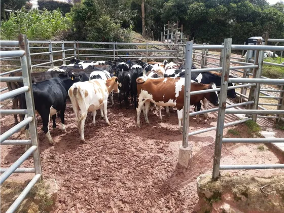 Finca En Santa Rosa De Osos. Vereda Quitasol. Se Vende 