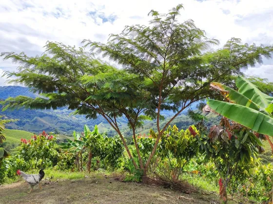 Venta De Finca Agropecuaria Finca En El Peñon Cundinamarca 38 Fanegadas Casa Nueva Frente A La Casa Tiene Una Placa Huella Los Cultivos Son Orgánicos  Finca En Produccion Con 1600 Unidades De Matas De