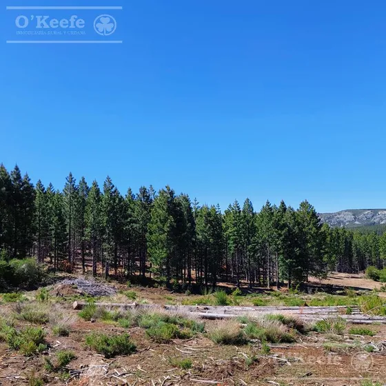 Campo 312 Has - Arroyo Del Medio, Bariloche, Rio Negro