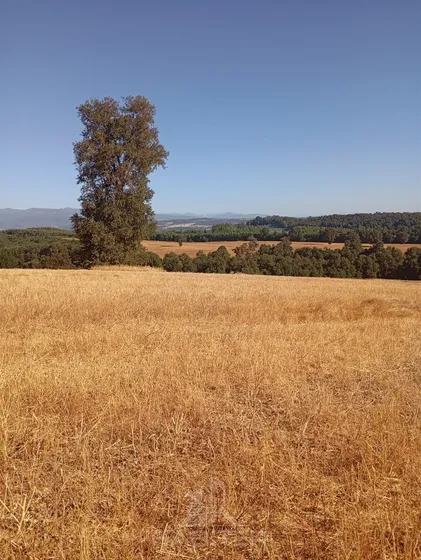 Agrícola En Venta En Tucapel