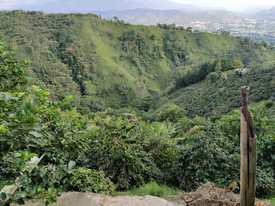 Finca En Venta En La Vda La Palma/dosquebradas (279061311).