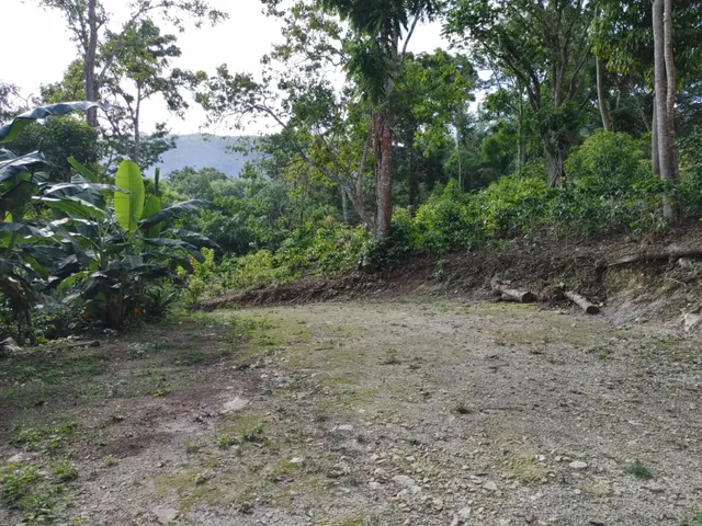 En Venta Finca En Producción 50 Tareas En Polo Barahona