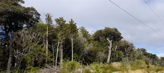 Agrícola En Venta En Dalcahue