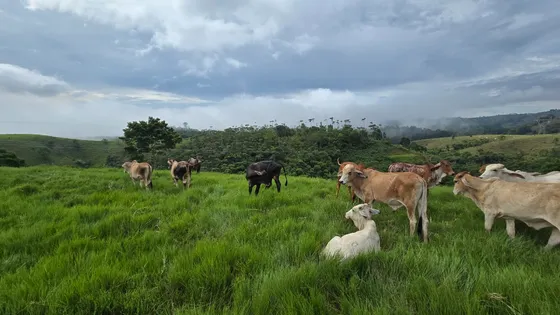 Se Vende Finca Ganadera En Puerto Berrio A Tan Sólo 5 Kilómetros De La Via Principal Que Lleva A Puerto Berrio.