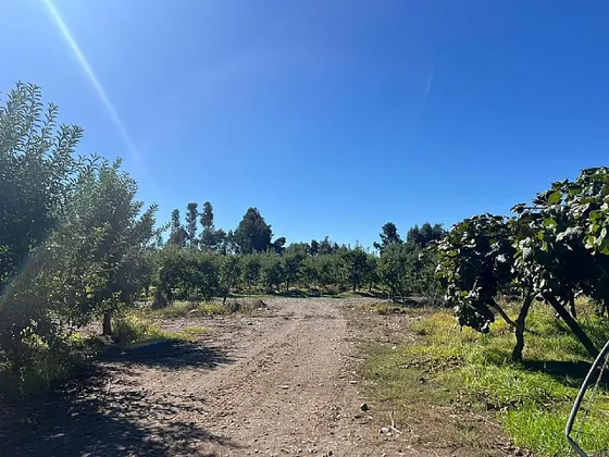 Predio De 30 Ha, Producción Kiwis