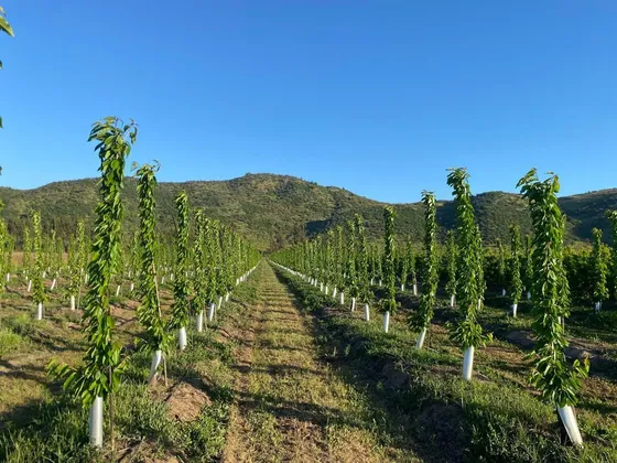 Venta Terreno, Comuna Chimbarongo, Sexta Región