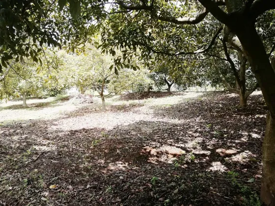 Venta Terreno Ejidal La Isleta