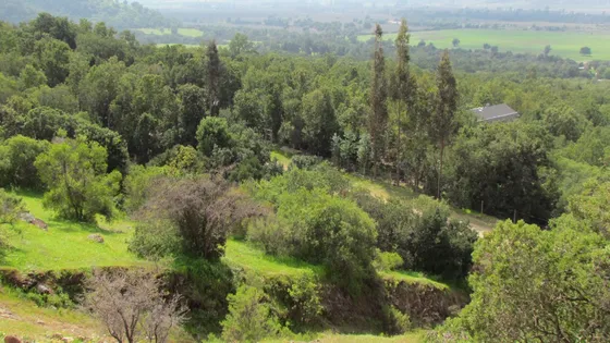 Parcela De 5.000m2 - Santuario Los Tres Antonios - Melipilla