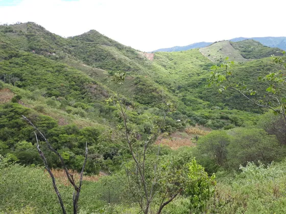 Finca De 11.5 Hectáreas Apulo