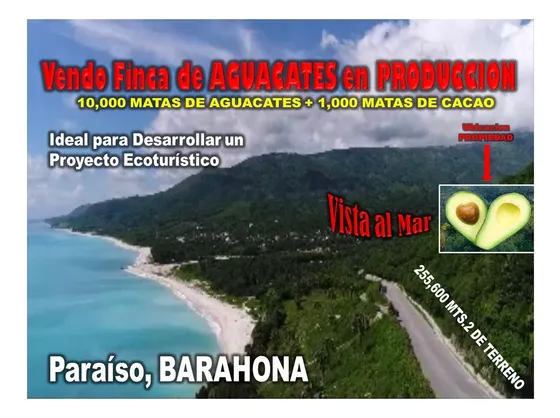 Vendo Finca De Aguacate En Produccion En Paraíso, Barahona, 255,600 Mts.2, Vista Al Mar...oportunidad