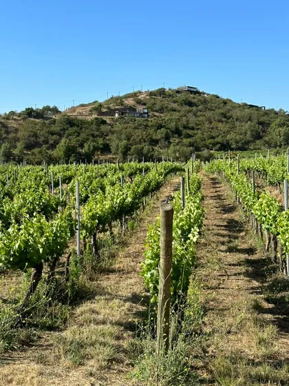 Parcela En Viñedo Hacienda Casablanca