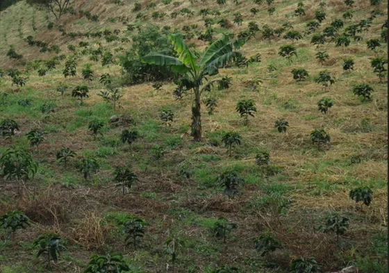 ¡oportunidad Única! Venta De Finca Cafetera En Cundinamarca