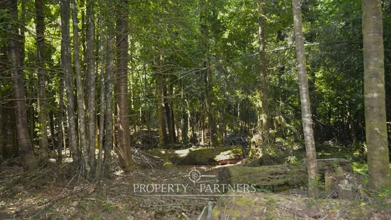 Terreno De Bosque Nativo En Reserva Huilo Huilo