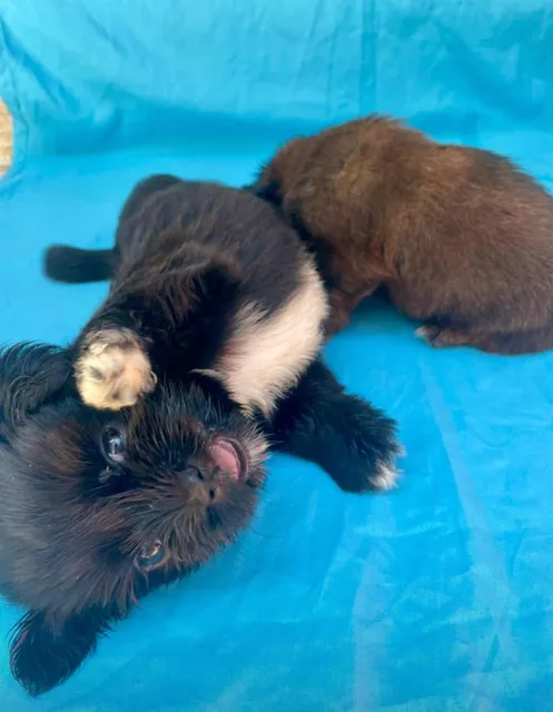 Se Vende Perros Shih Tzu Varones Marron Y Negro En 20,000