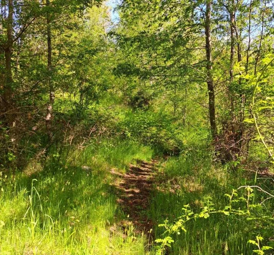 Parcela A Orilla De Ruta  (68635)