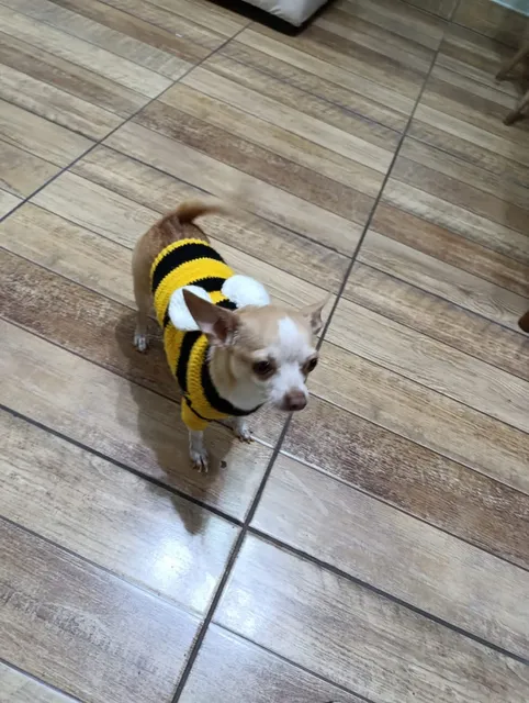 Servicio De Monta Chihuahua Macho 