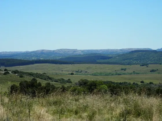 Campo Forestal 302 Hectareas En Lavalleja - Tm6159088