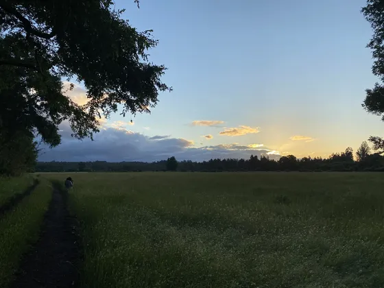 Campo Plano De 23ha Orilla Camino Asfaltado C/ Bosque Y Agua