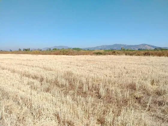 Campo 23 Ha Agua Buen Suelo Semiplano Pavimento Teno Vii R