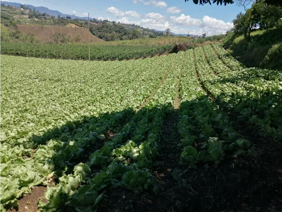 Lote Con Casa Campesina En Venta Vereda Chocho Mayo, Marinilla