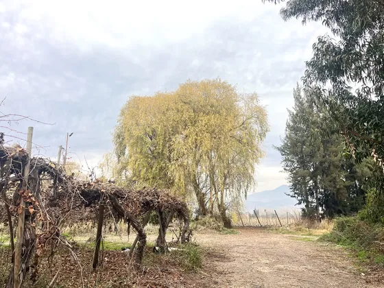 20 Ha Agrícolas Totalmente Plantadas Con Parras, Agua Riego