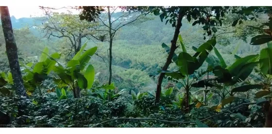 Se Vende Finca Cafetera Cañon Delrio Quindio La Bella