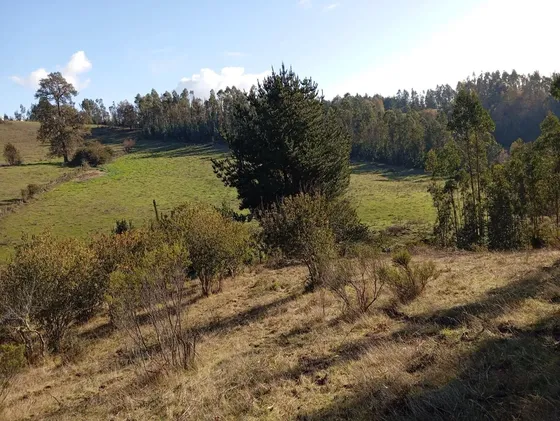 Venta Campo En Nueva Imperial, Sector Quilamanzanos