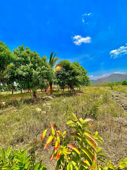 Cf Vendo Finca 6 Hectáreas En Nirgua