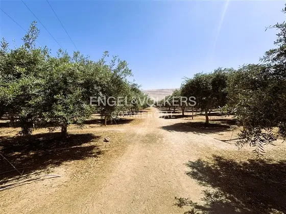 Valle De Azapa - Sector Alto Ramirez