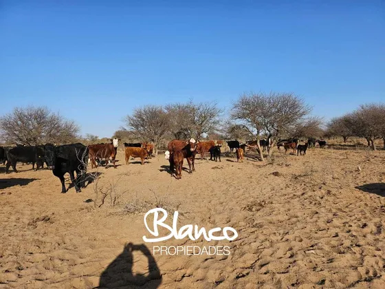 Terreno Campo  En Venta En La Pampa Capital, La Pampa, Argentina