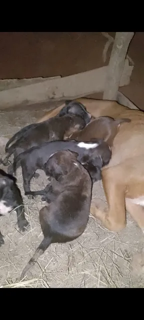 Perro Pitbull